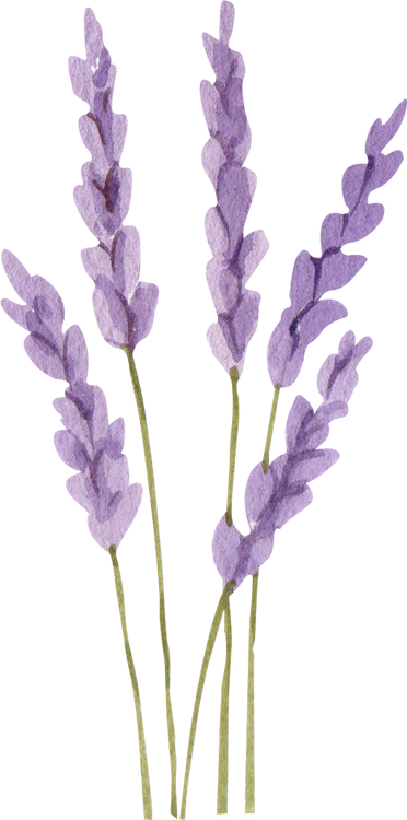 Watercolor Purple Flowers Illustration